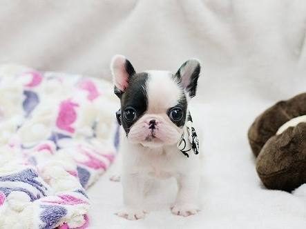 Venta de Cachorros 